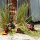 40- Enfants espiegles 